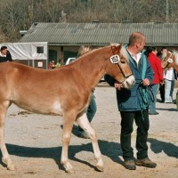 20080309-jaehrlingsbrennen-1