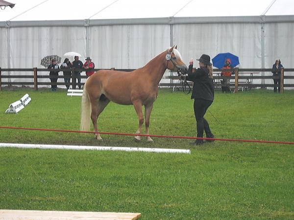 (News) auktion-1.jpg (News) auktion-1.jpg