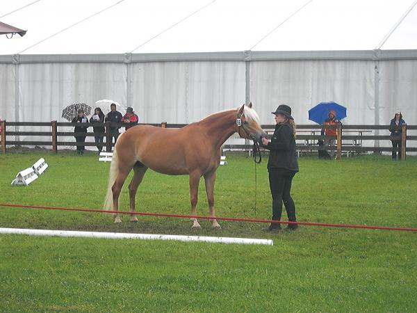 (News) auktion-2.jpg (News) auktion-2.jpg